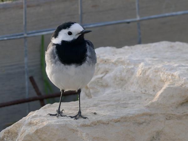<h3><a href="/trips/kreta/biota/animalia/chordata/aves/040 passeriformes/119 motacillidae/motacilla alba/motacilla alba-nl.html">Motacilla&nbsp;alba</a> / White&nbsp;wagtail / Witte&nbsp;kwikstaart</h3>OM-1 Mark II met OLYMPUS M.150-400mm F4.5, 1/1250 sec  bij F8.0, ISO 2000, afstand 6.43&nbsp;m
